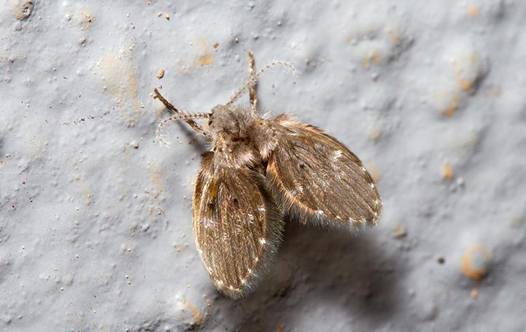 https://cdn.branchcms.com/OM6AKveL0P-1557/images/blog/drain-fly-in-dim-bathroom.jpg