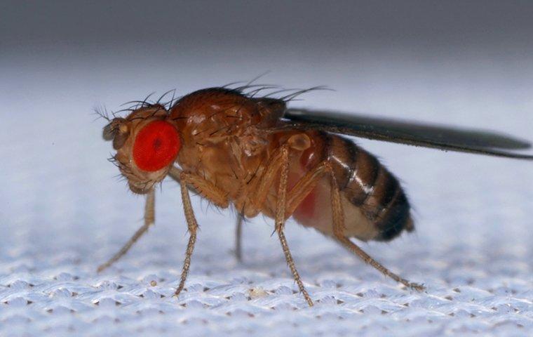 fruit fly on white tablecloth