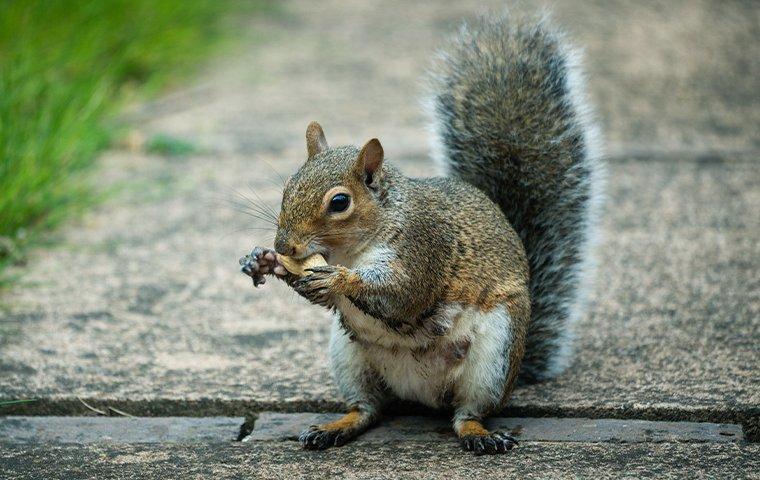 Can I Trap Grey Squirrels in North Carolina?