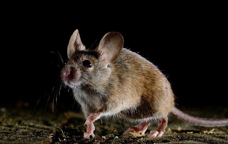 house mouse crawling in a home at night