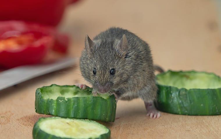 house mouse eating veggies