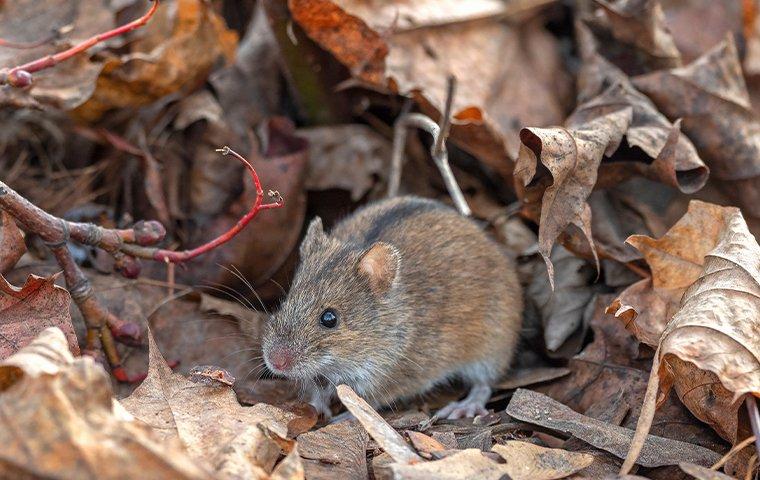 mouse in dead leaves
