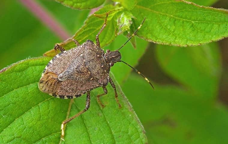 stink bug on leaf