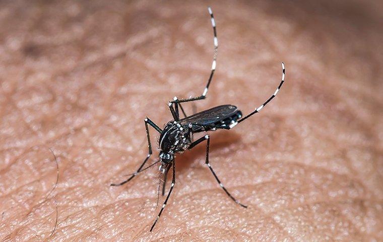 mosquito biting a human hand