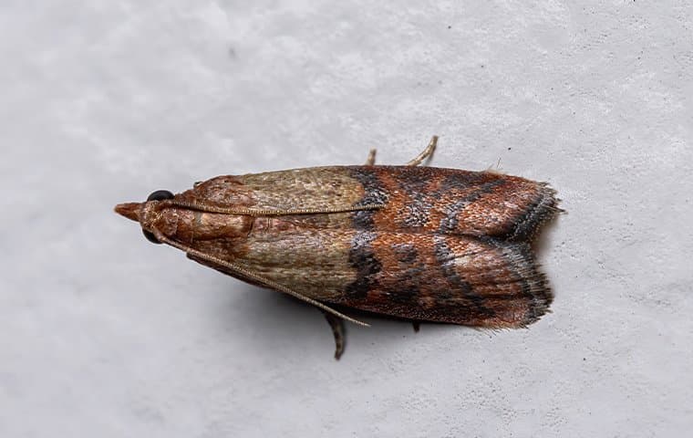 a pantry moth in a pantry