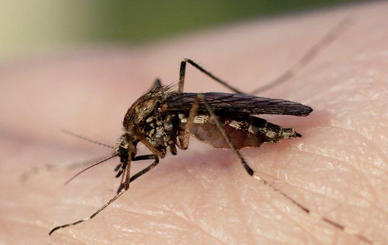 mosquito biting skin on a hand