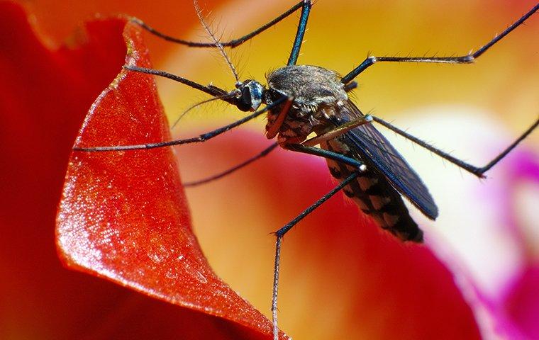mosquito on a red and yellow flower