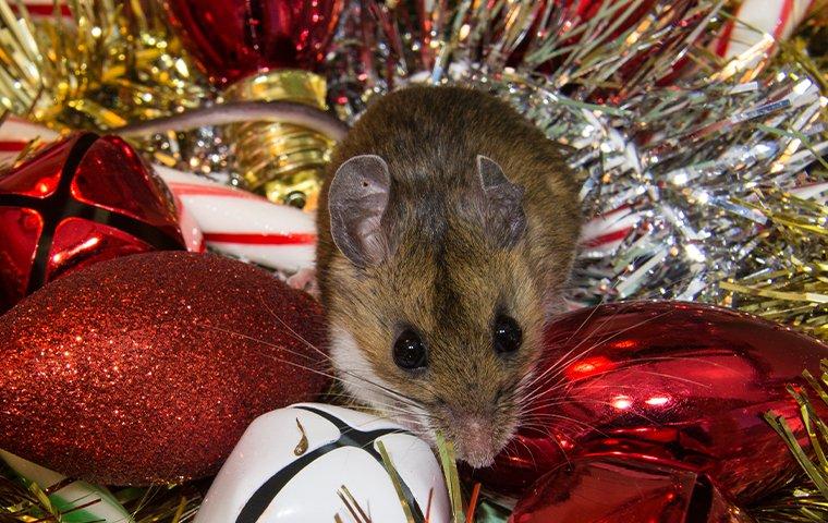 mouse in Christmas decorations