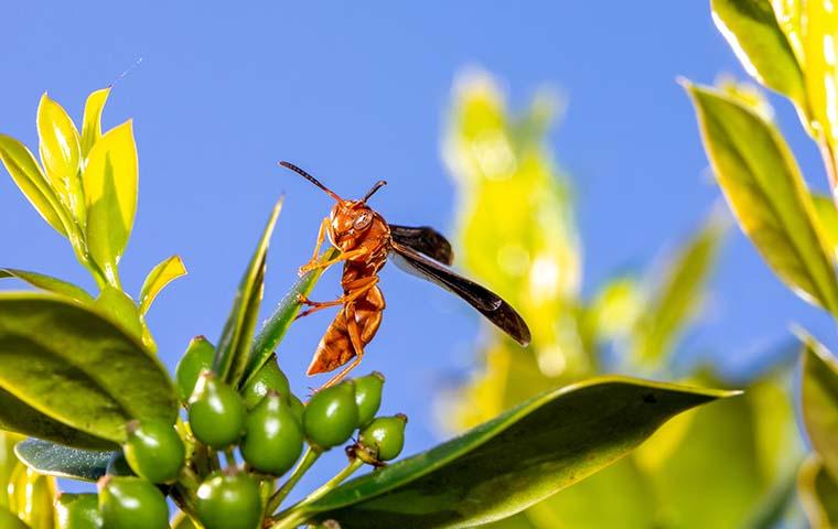 wasp on plant