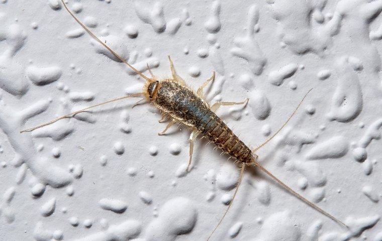 silverfish in my bathroom sink