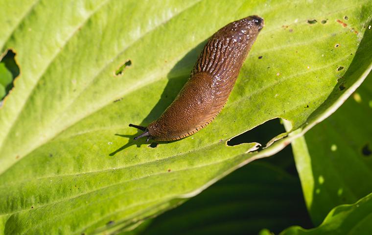 slug on a leaf