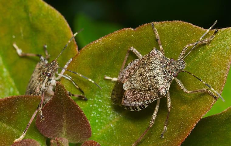 up close image of stink bug on leaves