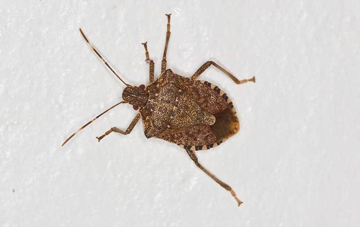A stink bug on a wall.