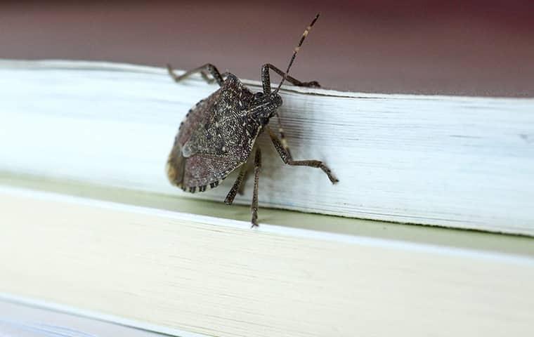 A stink bug on a book