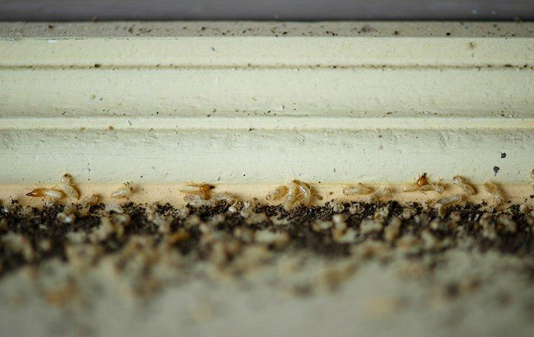 a termite infestation on a homes wood trim