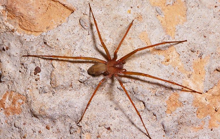a brown recluse spider crawling on a cement wall