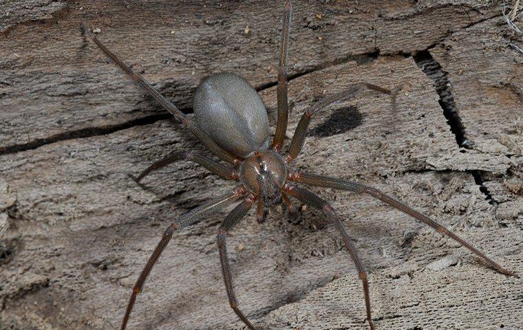 a brown recluse spider on a porch