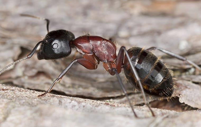 carpenter ant on a rock