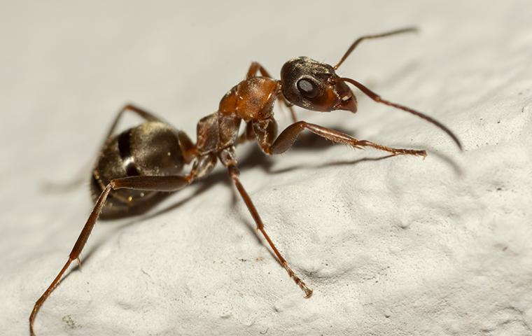 close up of carpenter ant