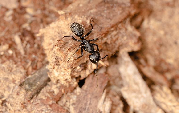 carpenter ant on wood chips