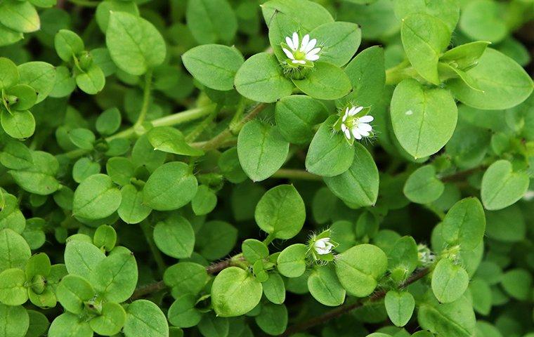 a chickweed infestation in a lawn