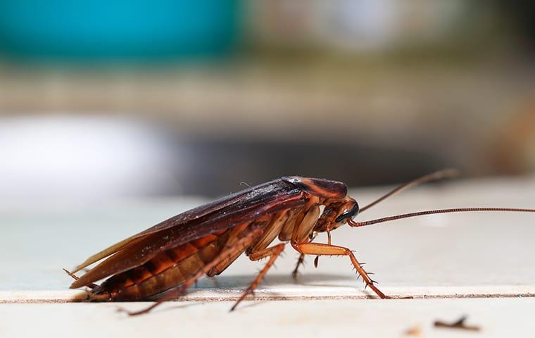 cockroach on table