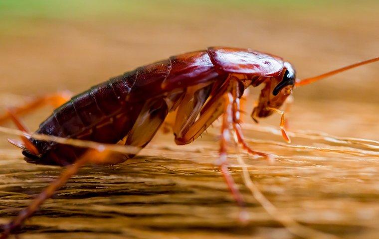 a cockroach crawling on a broom in a kitchen