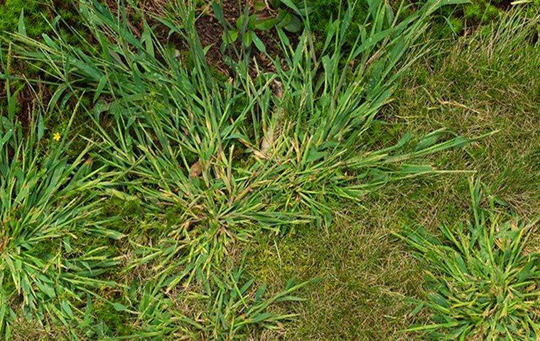 crabgrass weeds in a lawn