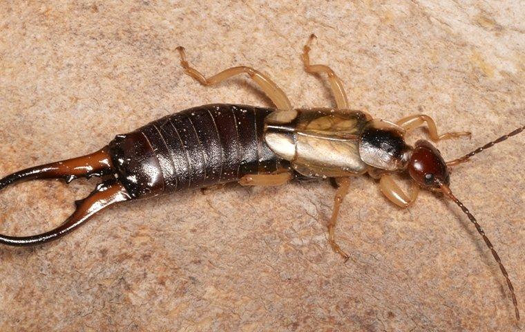 earwig on ground