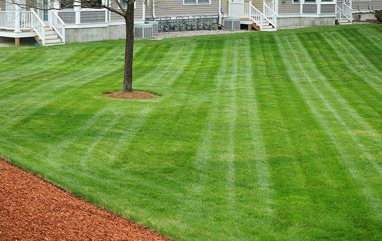 freshly mowed lawn