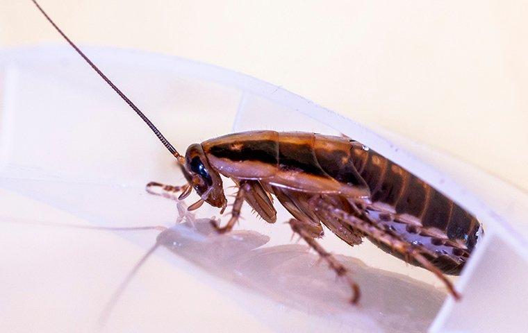 cockroach crawling on dishes