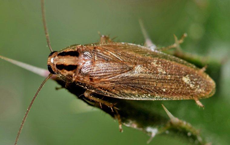 german cockroach on plant