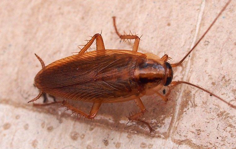 german cockroach on tiled floor