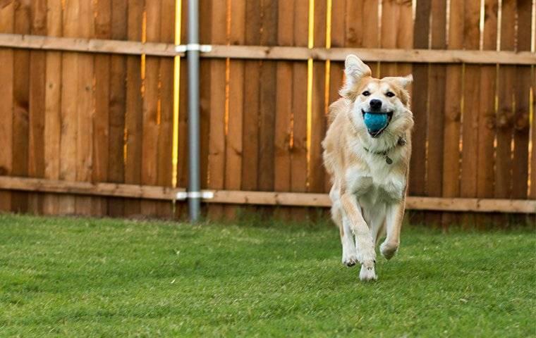 dog in backyard