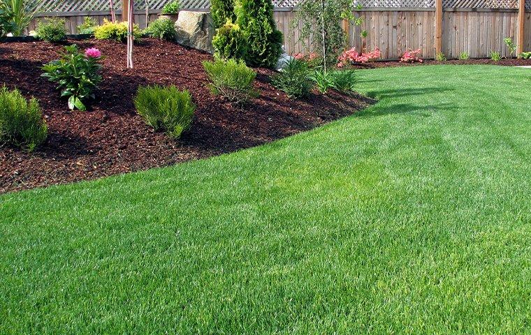 green lawn and landscaping near modern home