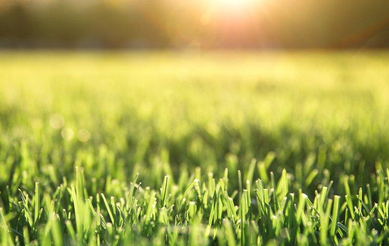 a healthy green lawn