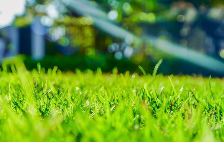 up close image of a green lawn