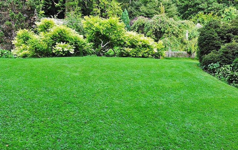 green manicured lawn