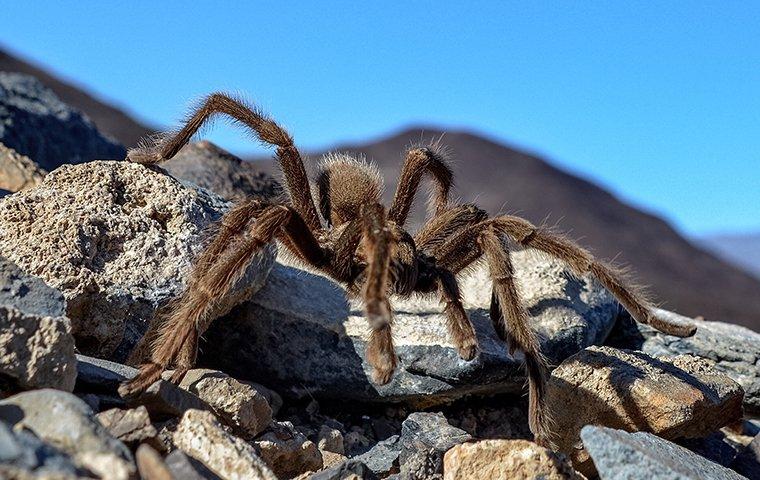 hobo spider web