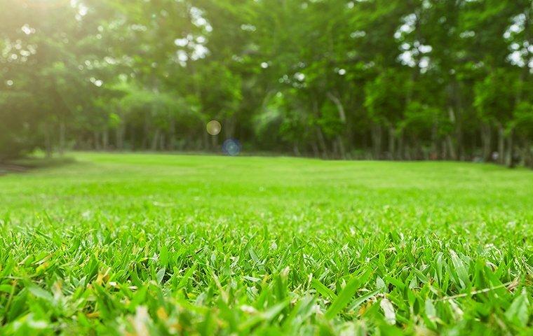 a healthy lawn treated with pest control services