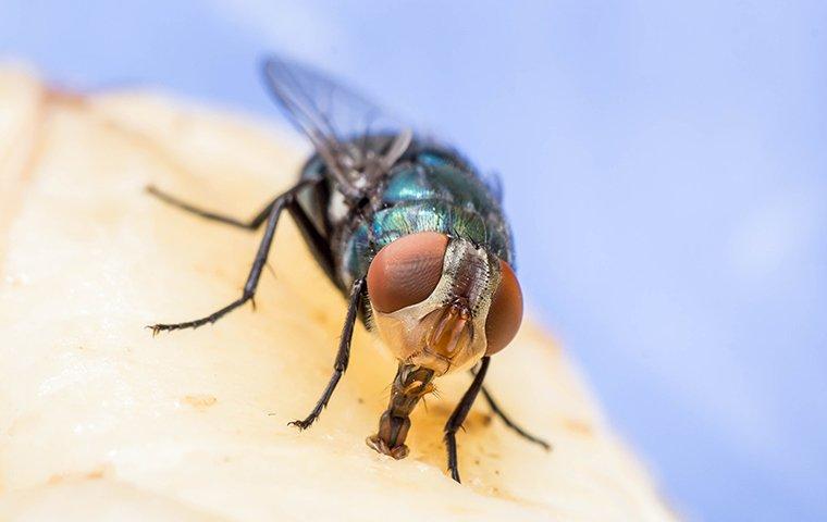 fly eating a pear