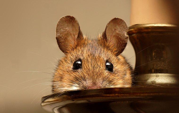 a house mouse on a candle stick in a north carolina home