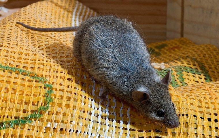 a house mouse on fabric