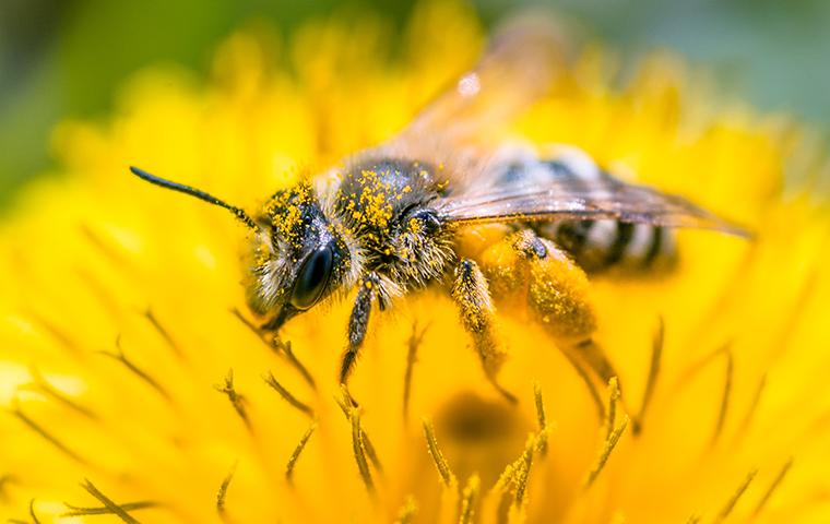 bee on a flower