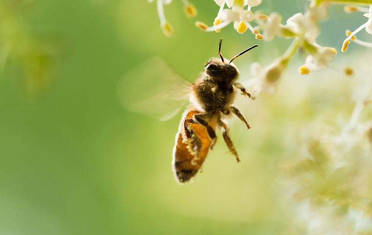 bee flying