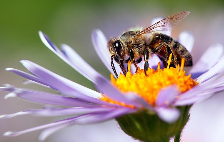 bee on a purple flower