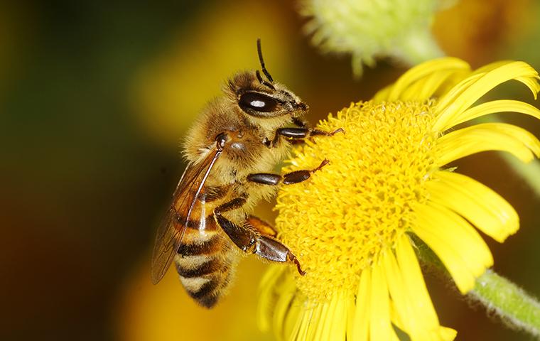 bee on a yellow flower