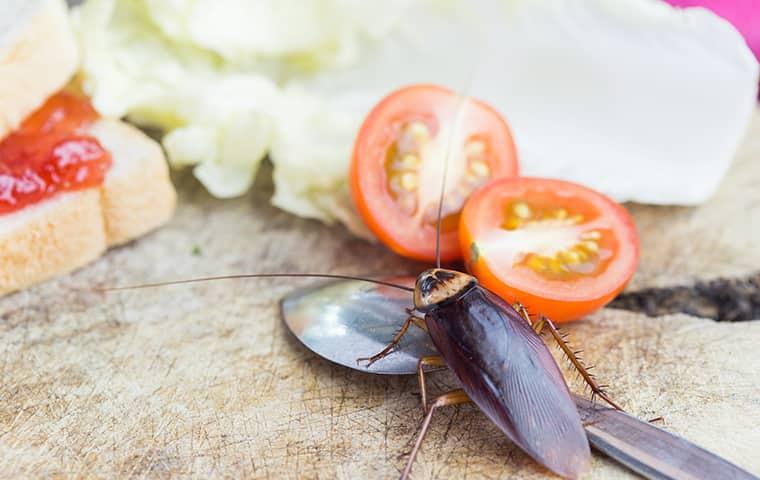 cockroach near tomatoes