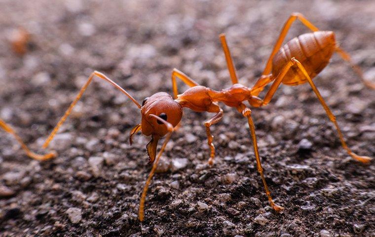 fire ant up close