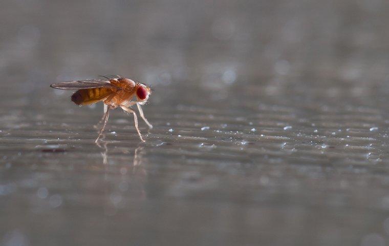 fruit fly in a house